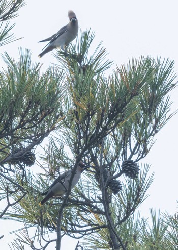 Bohemian Waxwing Unknown Spots Sun, 11/5/2023