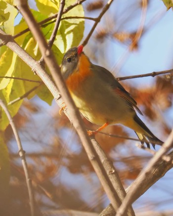 ソウシチョウ 大蔵高丸 2023年11月4日(土)