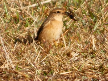 2023年10月21日(土) 箱根の野鳥観察記録