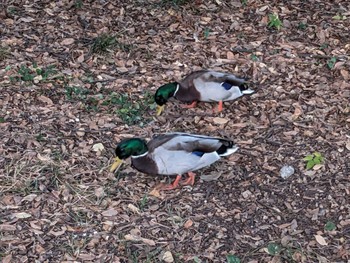 2023年11月9日(木) 井の頭公園の野鳥観察記録