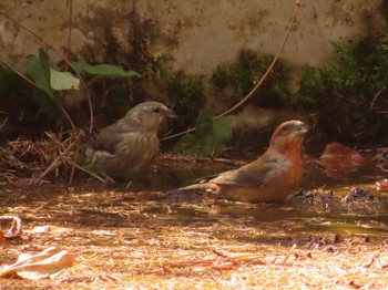 Red Crossbill 創造の森(山梨県) Sun, 10/22/2023