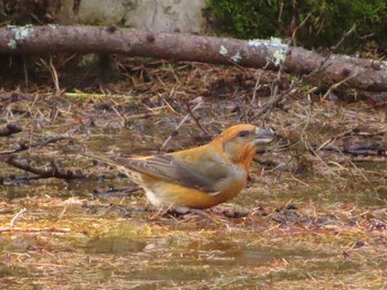 Red Crossbill 創造の森(山梨県) Sun, 10/22/2023