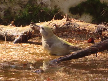 Red Crossbill 創造の森(山梨県) Sun, 10/22/2023