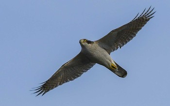 オオタカ 葛西臨海公園 2023年11月9日(木)