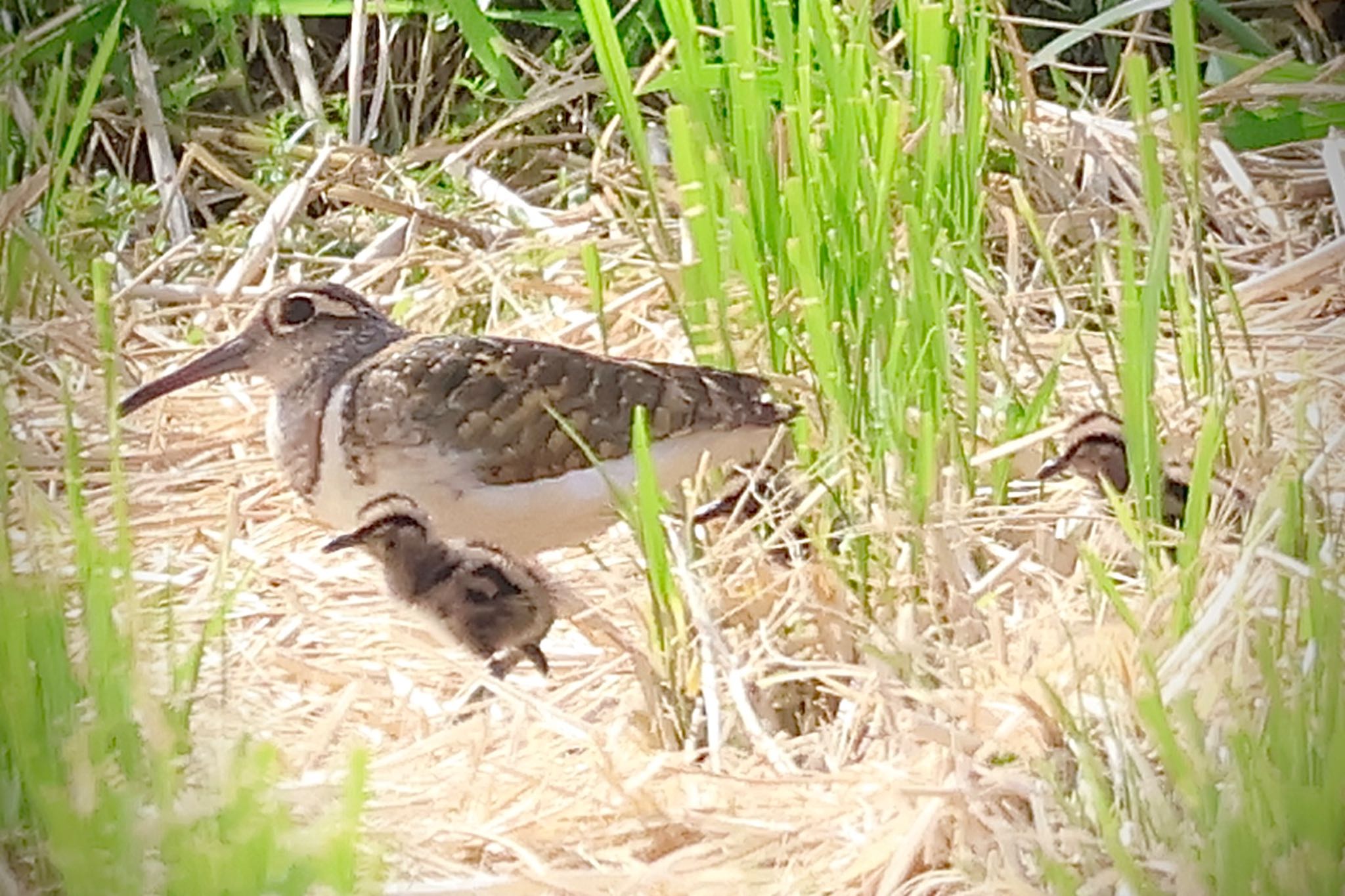 タマシギ