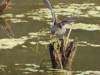 2023年11月4日(土) 千里南公園の野鳥観察記録