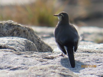 Wagtail Kasai Rinkai Park Thu, 11/9/2023