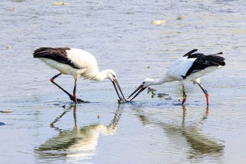 コウノトリ 皿池(明石市大久保町) 2023年10月27日(金)