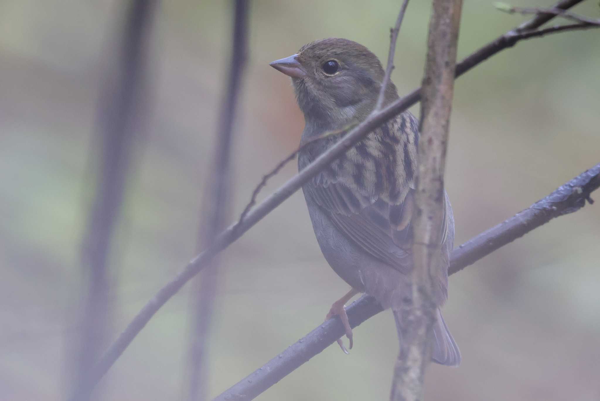 Grey Bunting