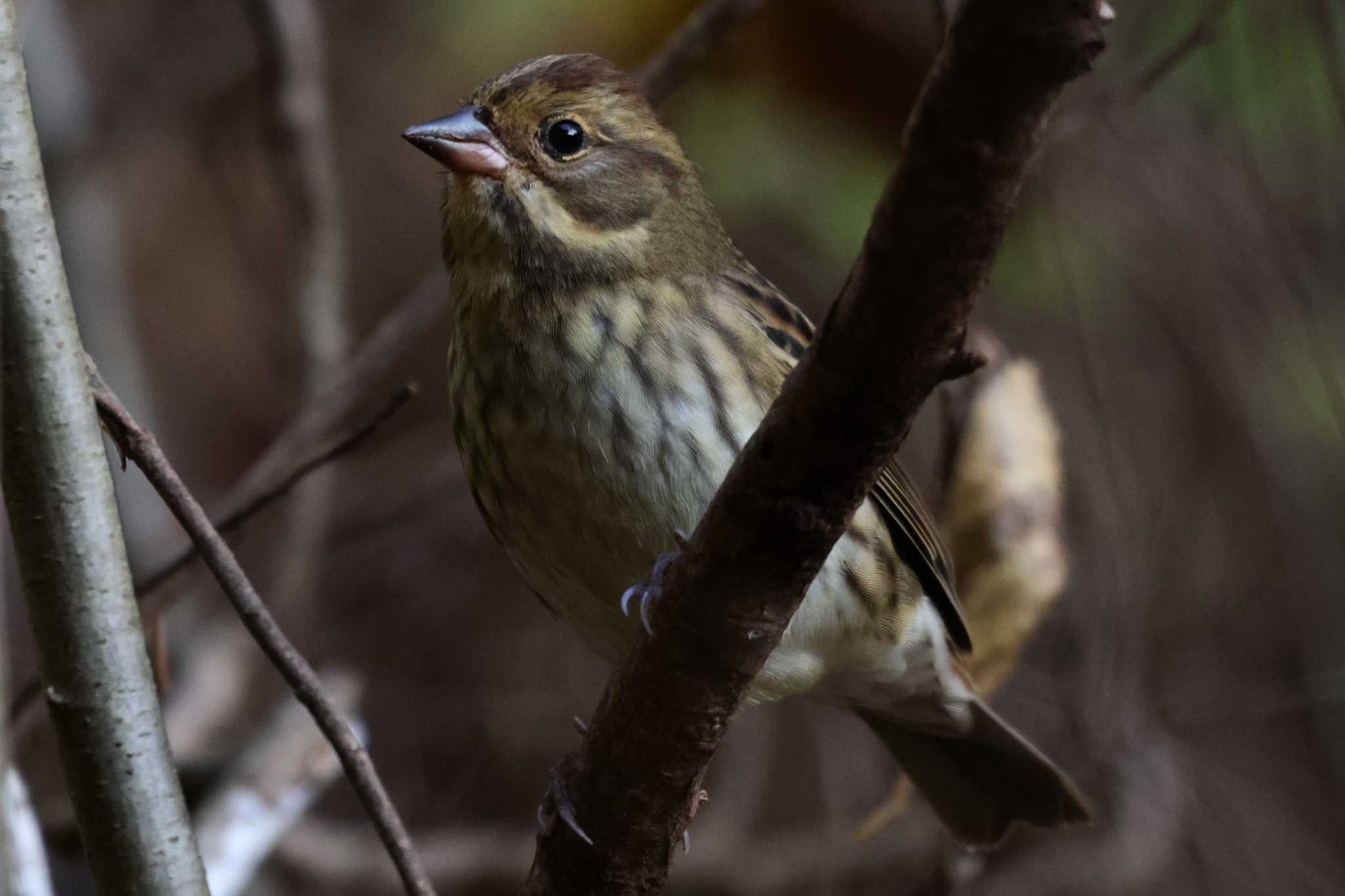 埼玉県民の森 クロジの写真 by ひろ