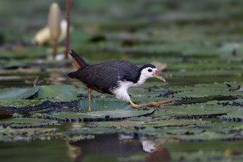 White-breasted Waterhen 雲南省 Thu, 11/9/2023