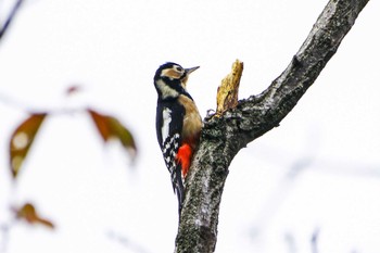 Great Spotted Woodpecker 厚木つつじの丘公園 Sun, 11/5/2023