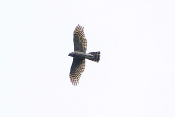 2023年11月5日(日) 厚木つつじの丘公園の野鳥観察記録