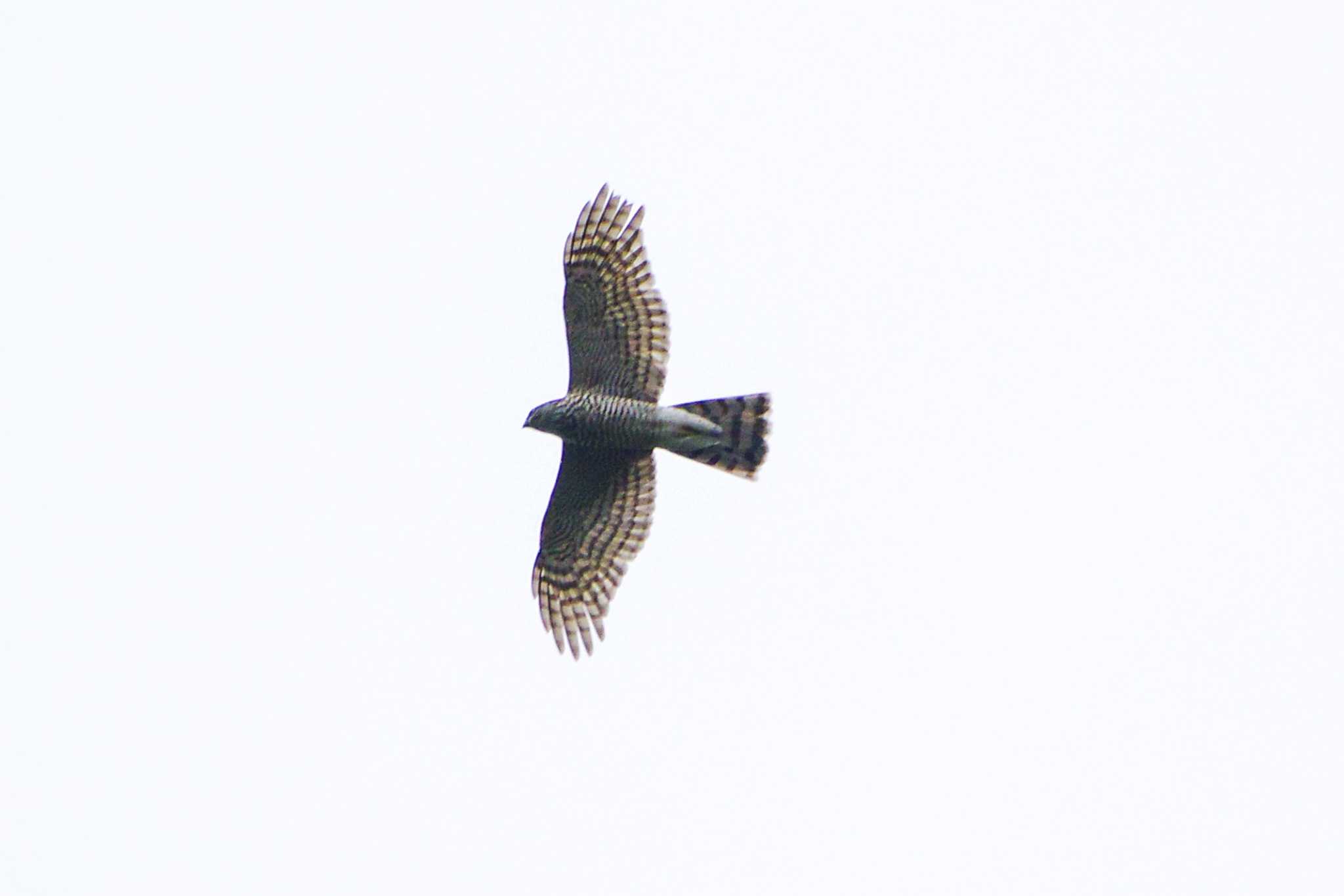 Photo of Eurasian Sparrowhawk at 厚木つつじの丘公園 by BW11558