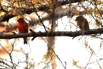 Red Crossbill 創造の森(山梨県) Tue, 11/7/2023