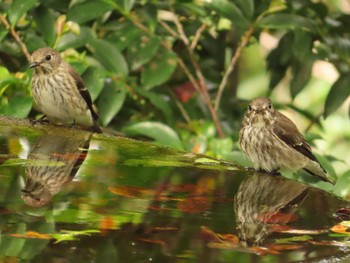 Grey-streaked Flycatcher 権現山(弘法山公園) Sun, 10/1/2023