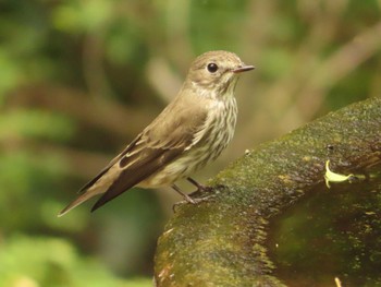 Grey-streaked Flycatcher 権現山(弘法山公園) Sun, 10/1/2023