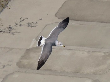 2023年11月9日(木) 志津川湾の野鳥観察記録