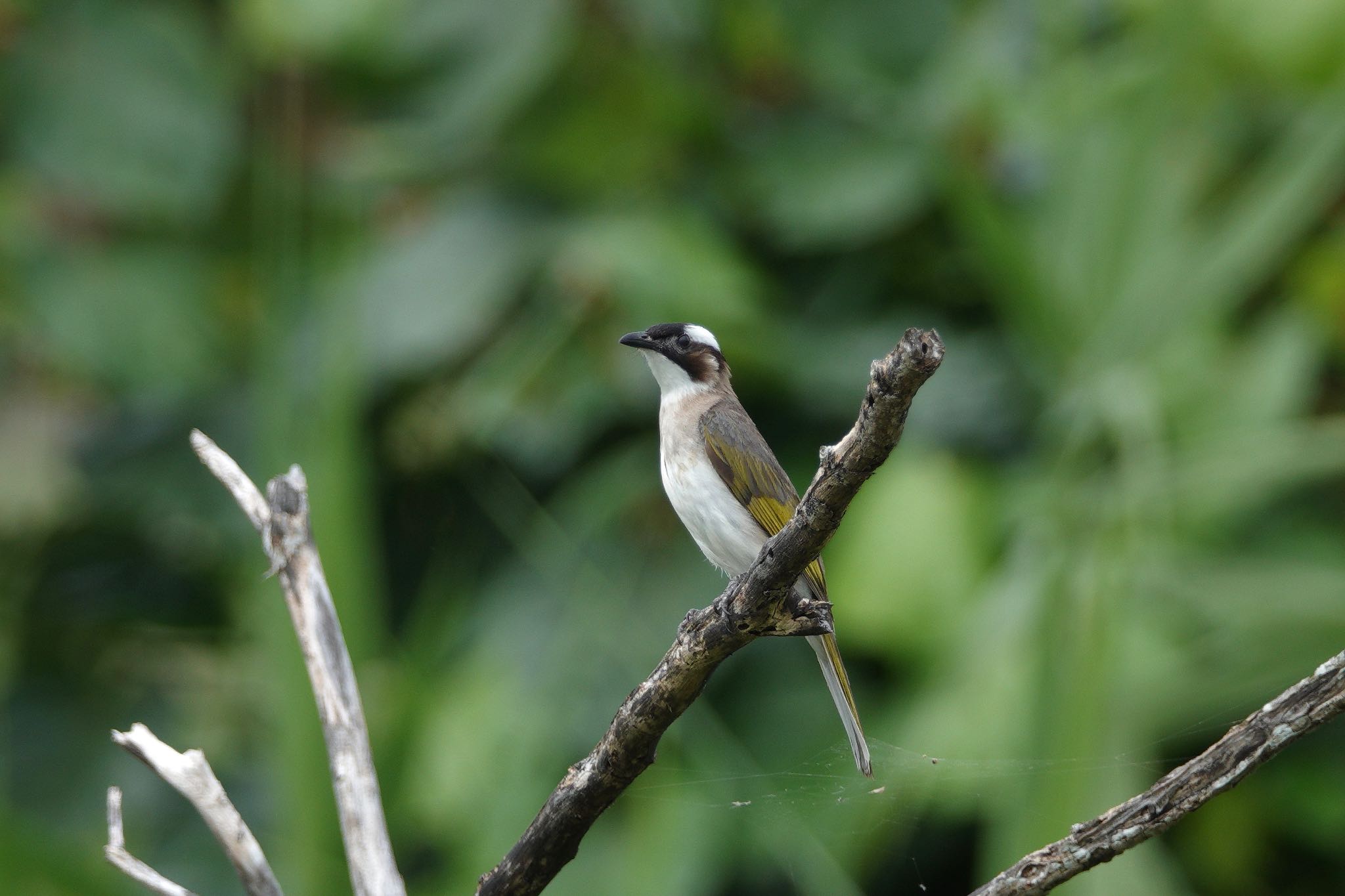 Light-vented Bulbul