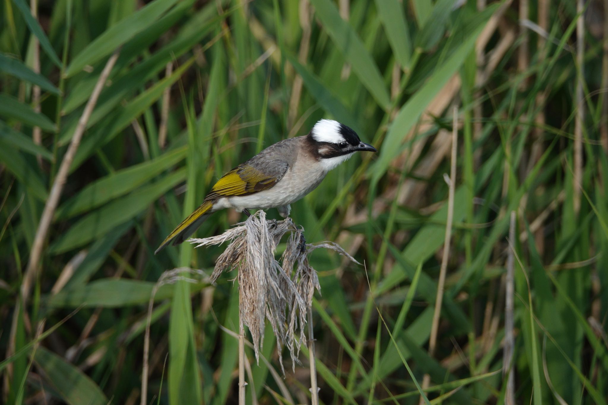 Light-vented Bulbul