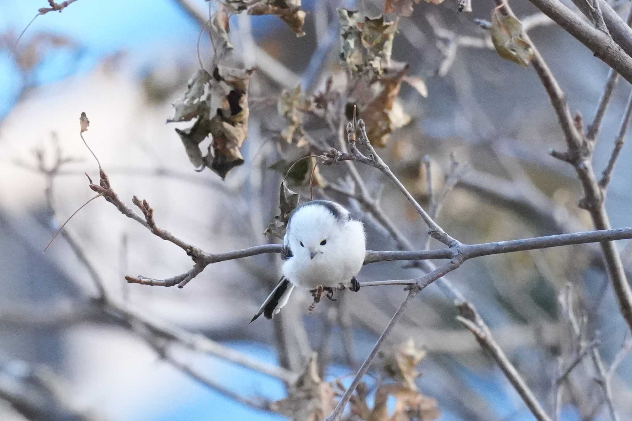 北海道 シマエナガの写真 by どばと