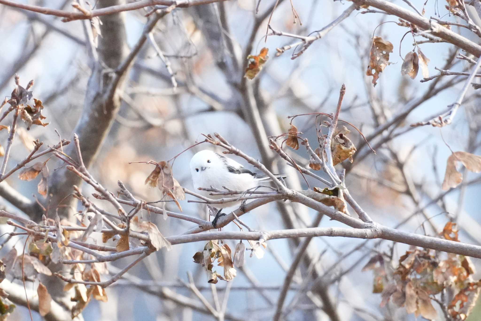 北海道 シマエナガの写真 by どばと