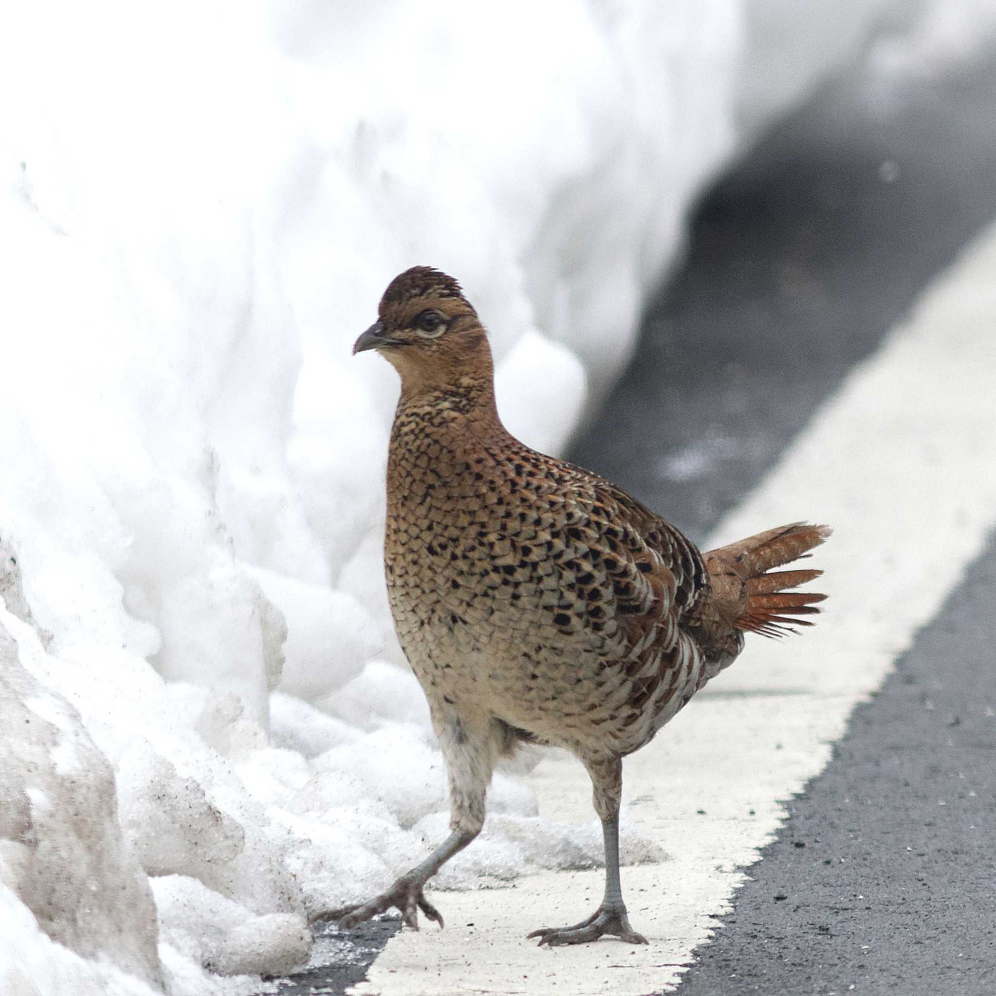 Photo of Copper Pheasant at 関市板取 by herald