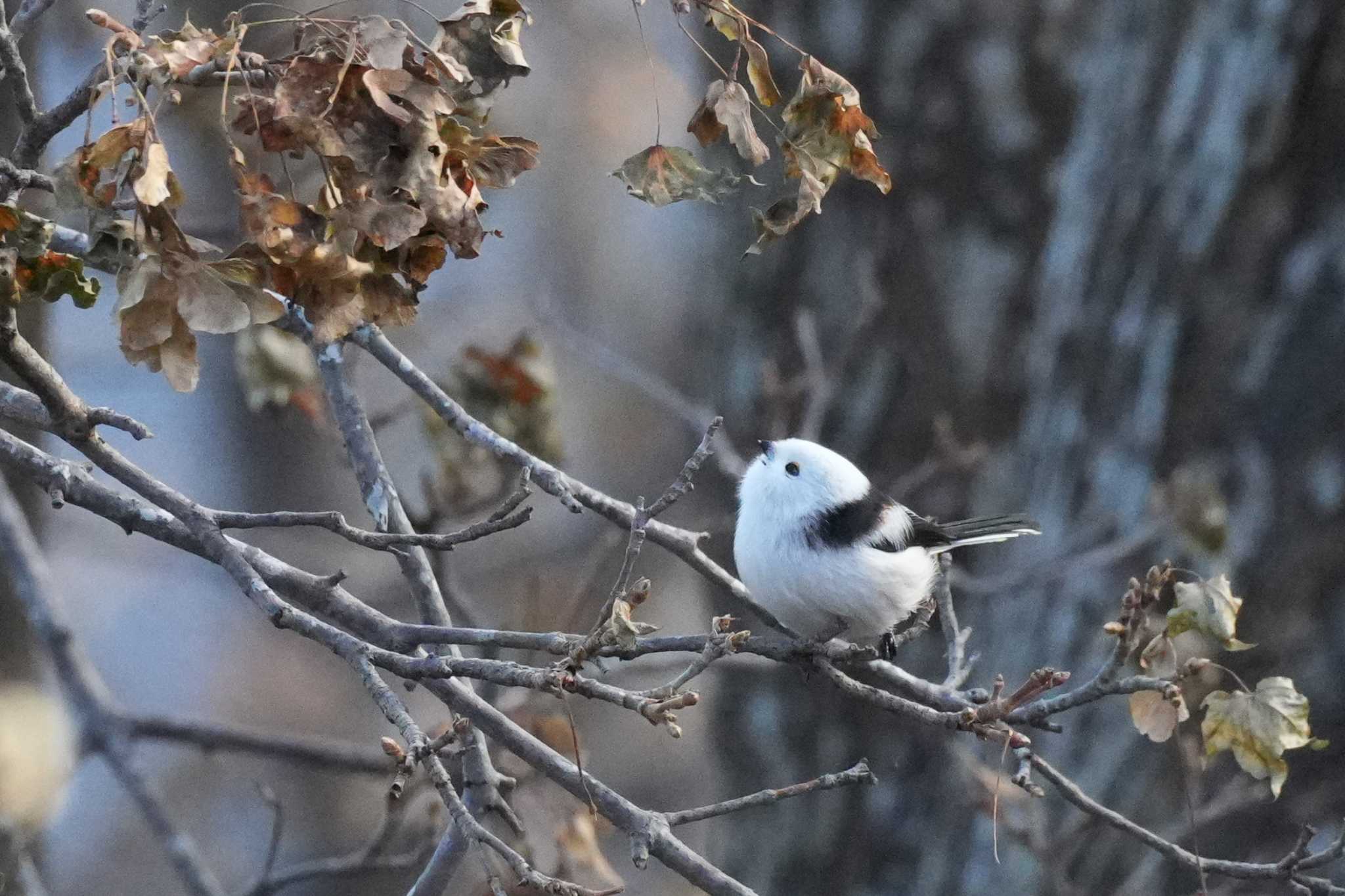 北海道 シマエナガの写真 by どばと