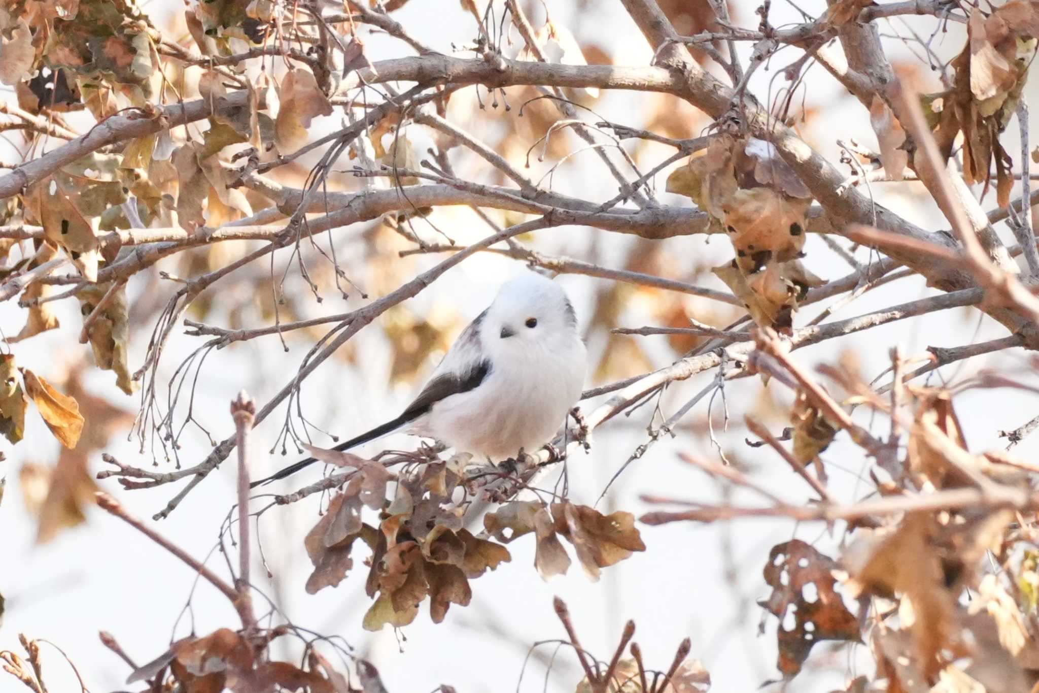 北海道 シマエナガの写真 by どばと