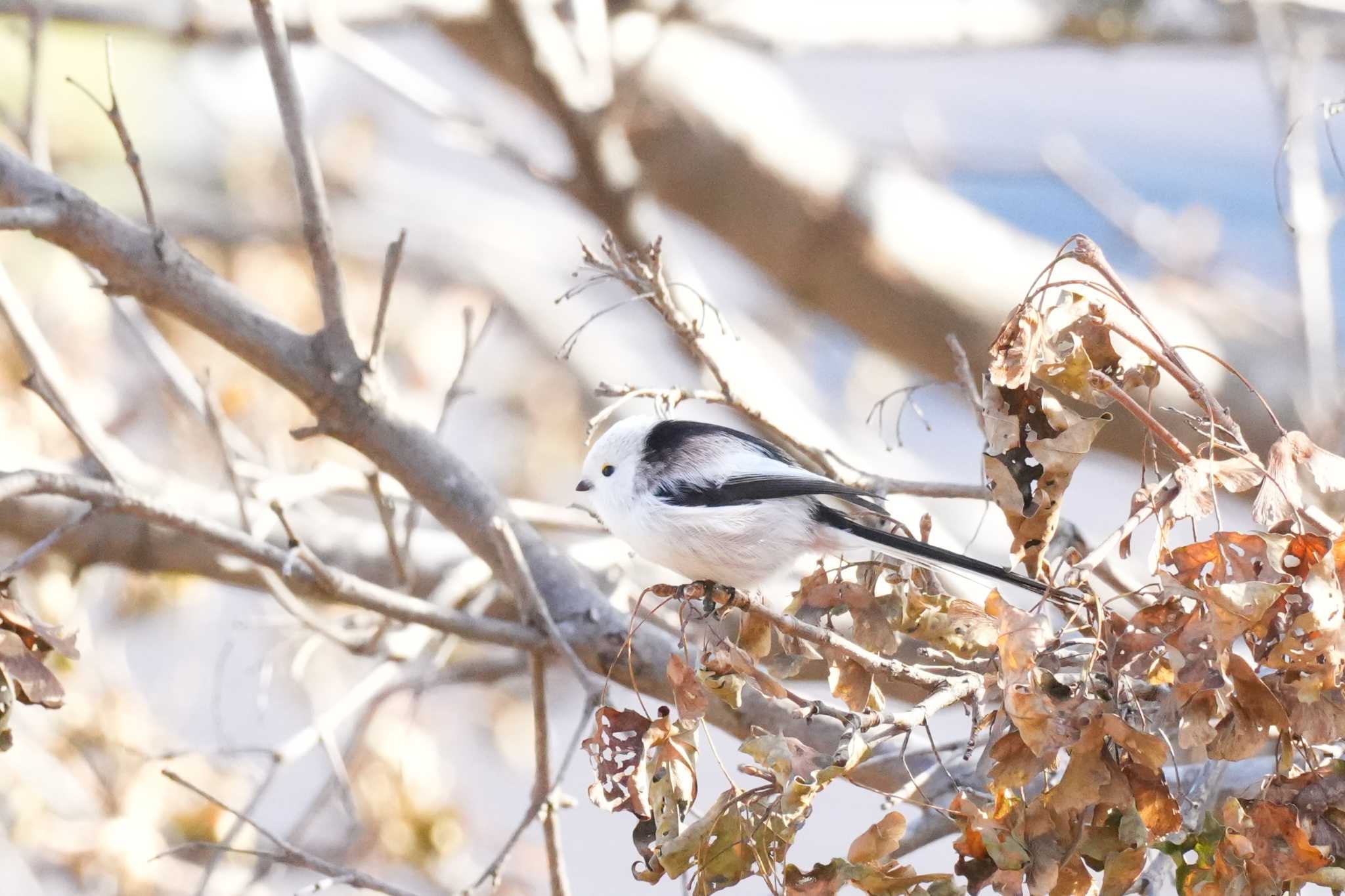 北海道 シマエナガの写真 by どばと