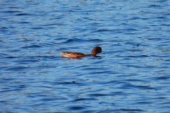 Eurasian Wigeon 多摩川 Wed, 11/8/2023