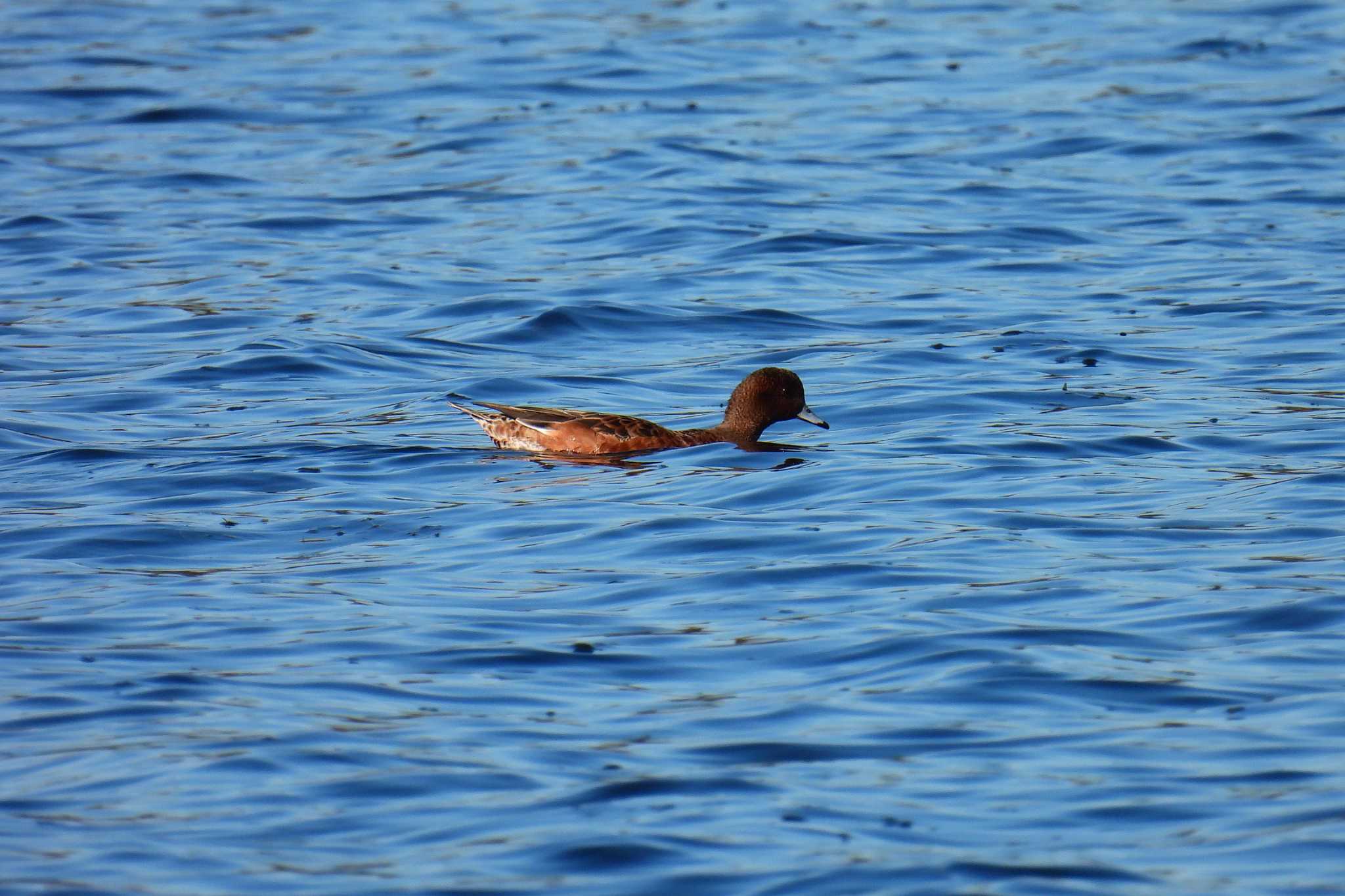 Photo of Eurasian Wigeon at 多摩川 by ranke tama