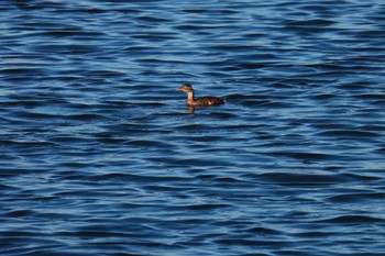 Little Grebe 多摩川 Wed, 11/8/2023