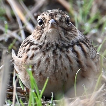 Eurasian Skylark 家の近所 Unknown Date