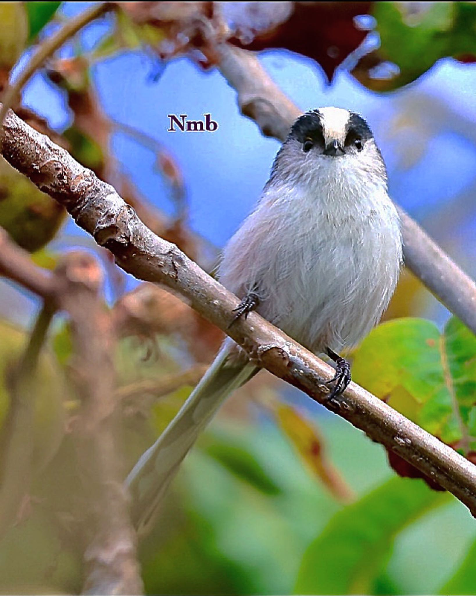 Photo of Long-tailed Tit at  by soul.number.358