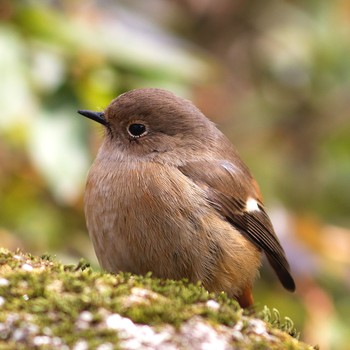 Daurian Redstart 岐阜公園 Wed, 1/7/2015