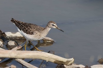 2023年11月5日(日) 愛知県愛西市立田町の野鳥観察記録