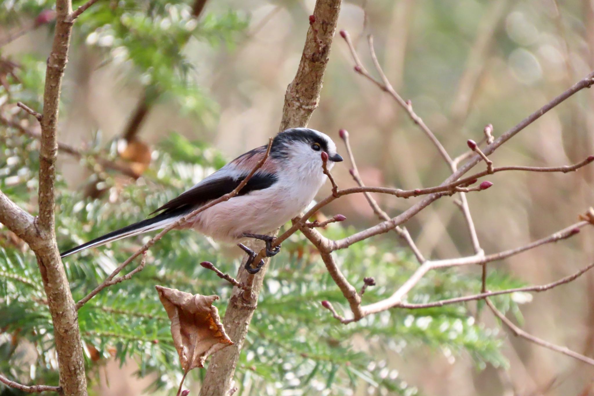 Photo of Long-tailed Tit at Togakushi Forest Botanical Garden by 中学生探鳥家