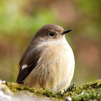 Daurian Redstart 岐阜公園 Wed, 1/7/2015