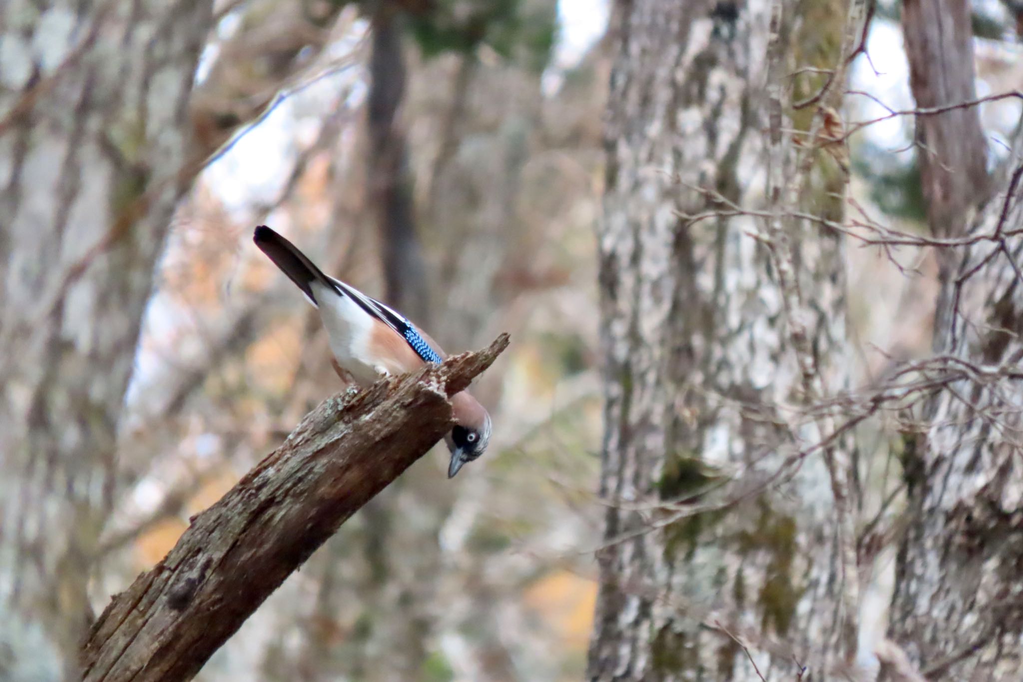 Photo of Eurasian Jay at Togakushi Forest Botanical Garden by 中学生探鳥家