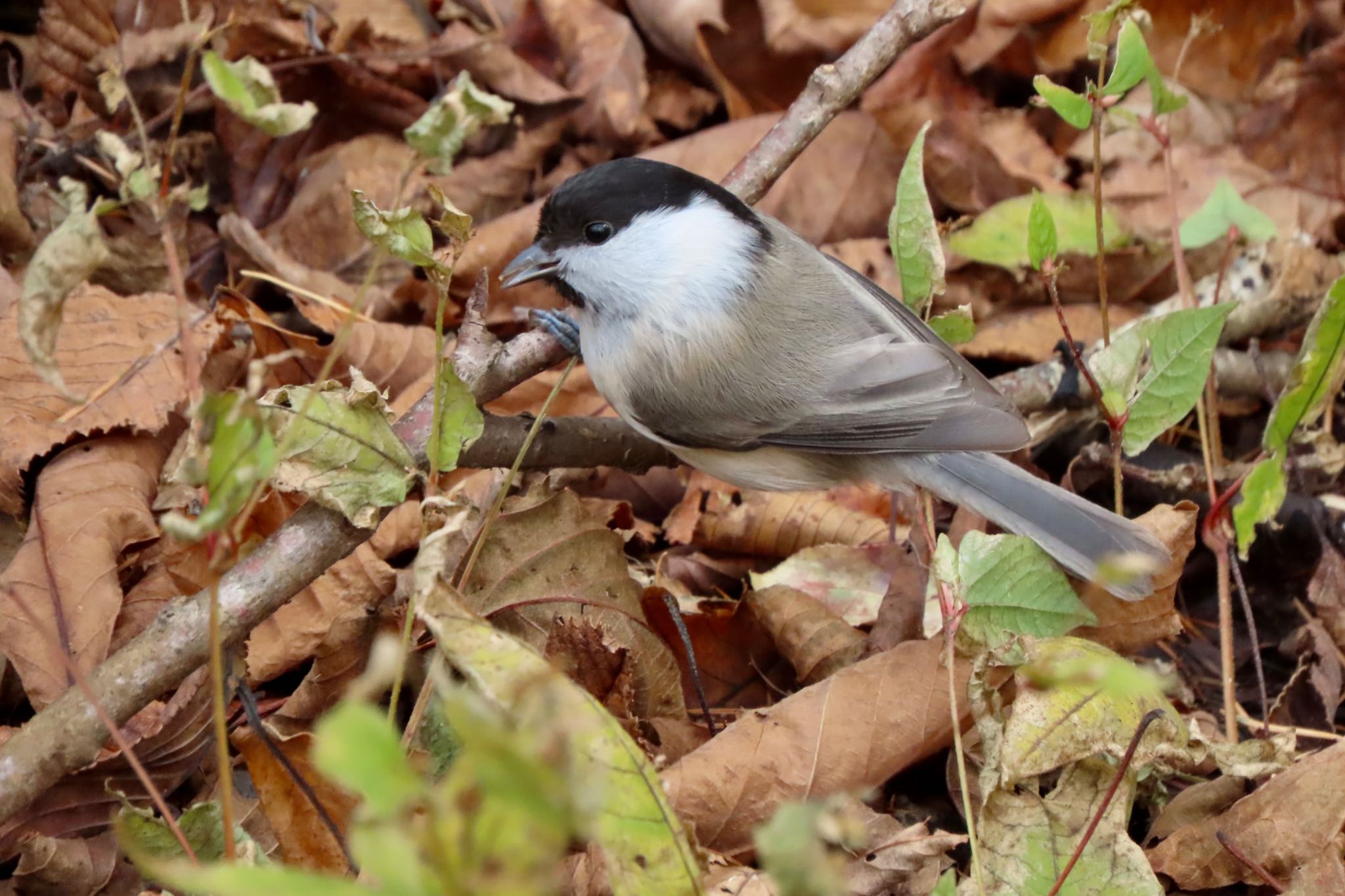 Willow Tit