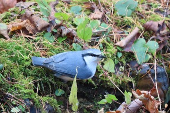 ゴジュウカラ 戸隠森林植物園(戸隠森林公園) 2023年11月5日(日)