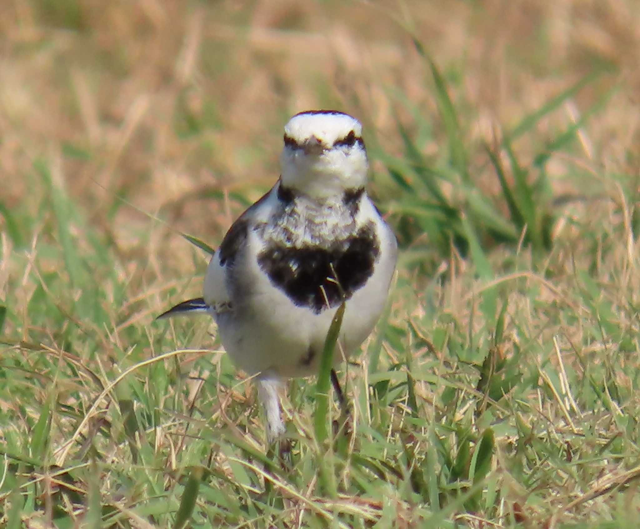 Photo of Wagtail at Kasai Rinkai Park by チョコレート