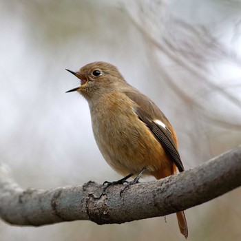 Daurian Redstart 岐阜公園 Wed, 1/7/2015