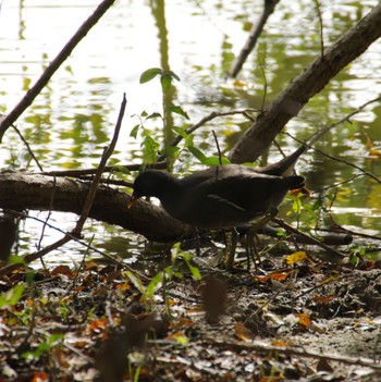 Common Moorhen Hattori Ryokuchi Park Thu, 11/9/2023