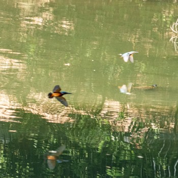 Common Kingfisher Hattori Ryokuchi Park Thu, 11/9/2023