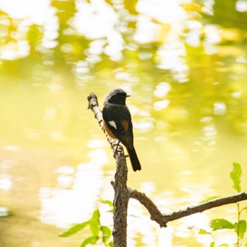 Daurian Redstart Hattori Ryokuchi Park Thu, 11/9/2023