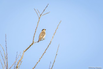 Grey-streaked Flycatcher Watarase Yusuichi (Wetland) Thu, 11/9/2023