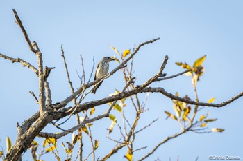 Grey-streaked Flycatcher Watarase Yusuichi (Wetland) Thu, 11/9/2023