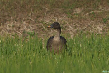 Tundra Bean Goose 兵庫県神戸市西区 Sat, 11/4/2023